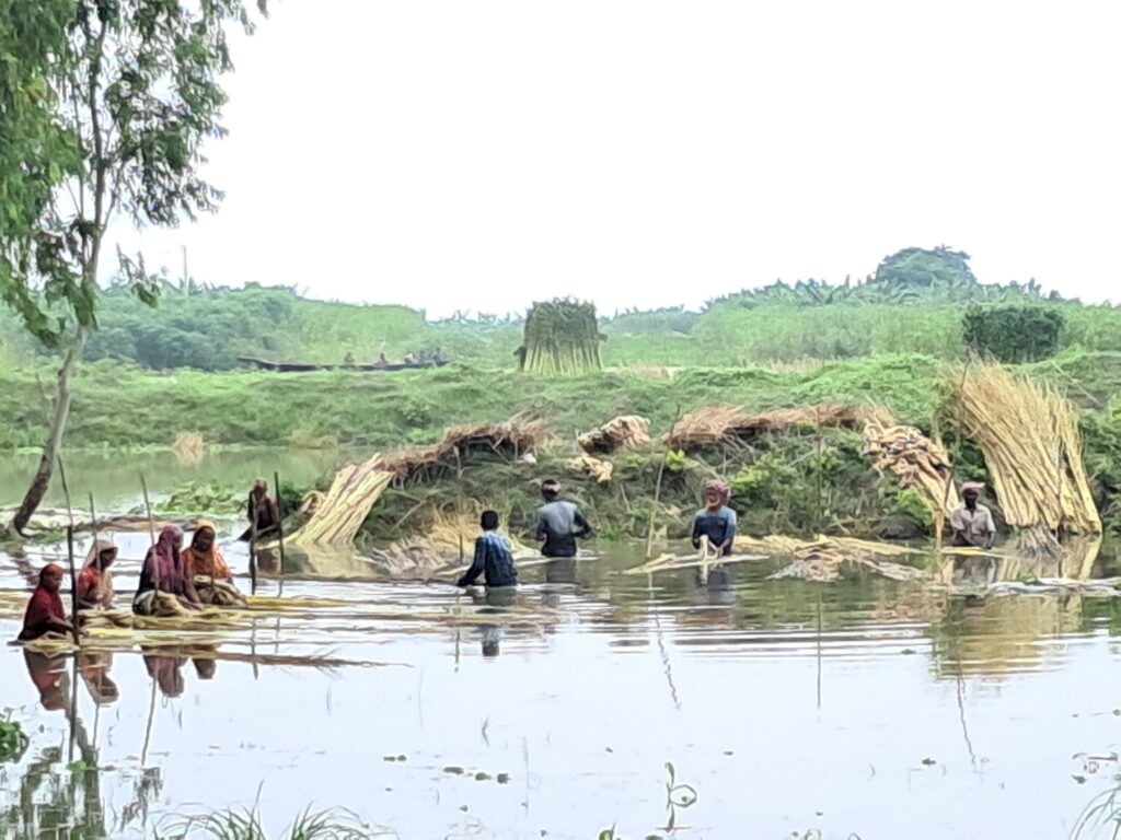 পাটের আবাদ শেষ, পাটে জাগ ও আঁশ ছাড়াতে ব্যস্ত সময় পার করছে কৃষক