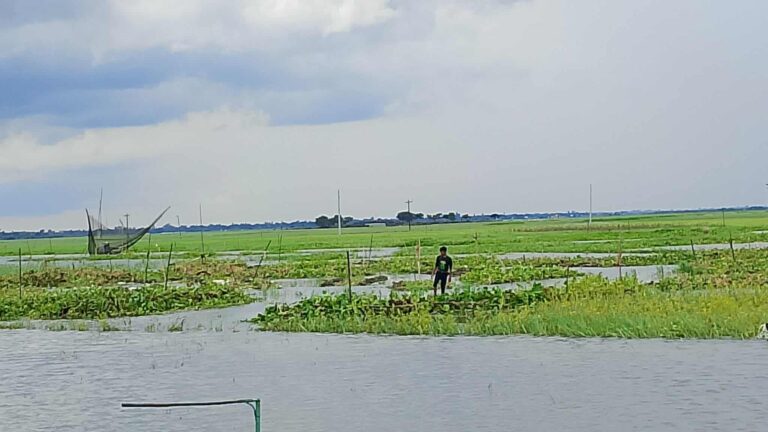 বর্ষার জলরাশি যেন চলনবিলে প্রকৃত জৌলুস ফিরে পায়