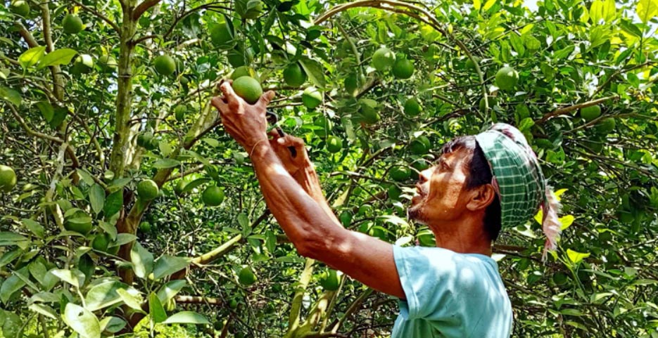 পাবনার চর তারাপুরে মাল্টা চাষে সাফল্য, বছরে আয় ১৫ লাখ