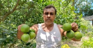 পাবনার চর তারাপুরে মাল্টা চাষে সাফল্য, বছরে আয় ১৫ লাখ