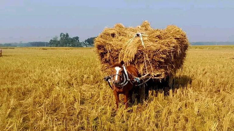 আমন ধান কাটায় ব্যস্ত কৃষক, চাটমোহরে কৃষকের মুখে হাসি
