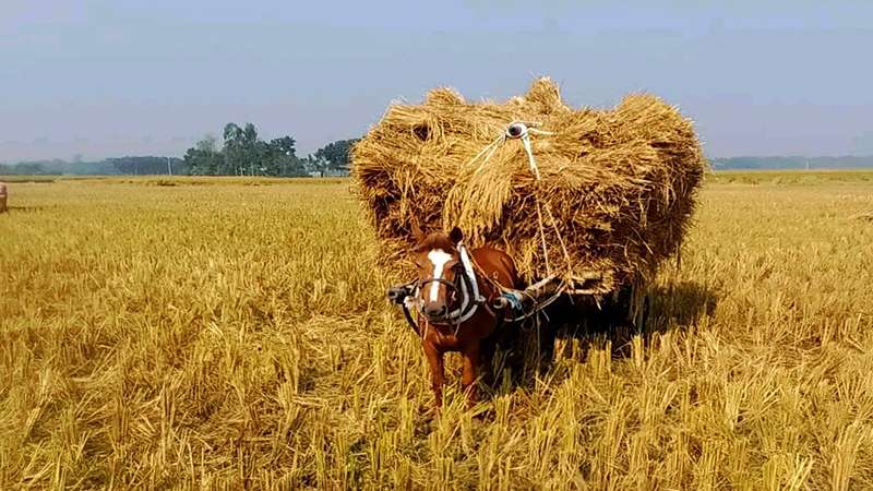 আমন ধান কাটায় ব্যস্ত কৃষক, চাটমোহরে কৃষকের মুখে হাসি