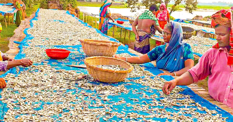 বিশ্বের ২০টি দেশে রপ্তানি হচ্ছে পাবনার শুঁটকি