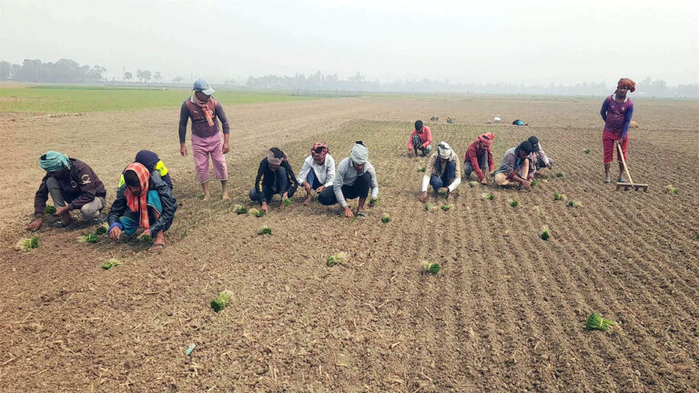 সুজানগরে মৌসুমি পেঁয়াজ আবাদের ধুম