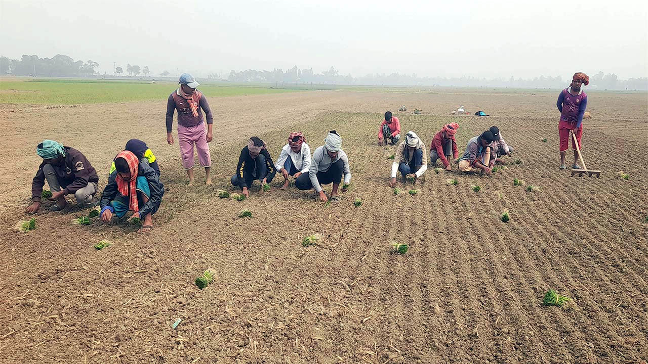 সুজানগরে মৌসুমি পেঁয়াজ আবাদের ধুম সুজানগরে মৌসুমি পেঁয়াজ আবাদের ধুম