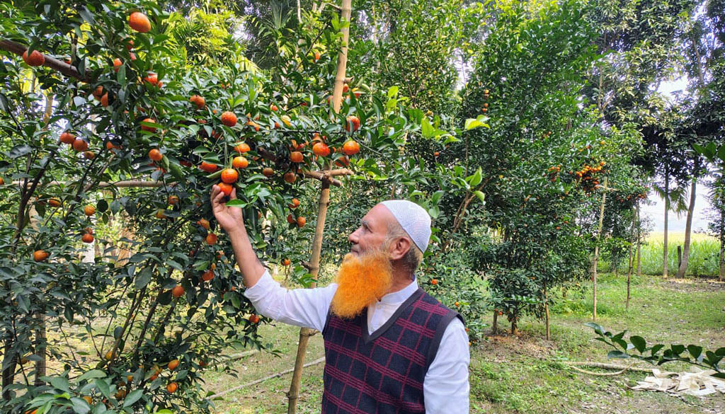 সমতল জমিতে কমলা চাষে সম্ভাবনা, চাটমোহরে সফল কৃষক খয়বর