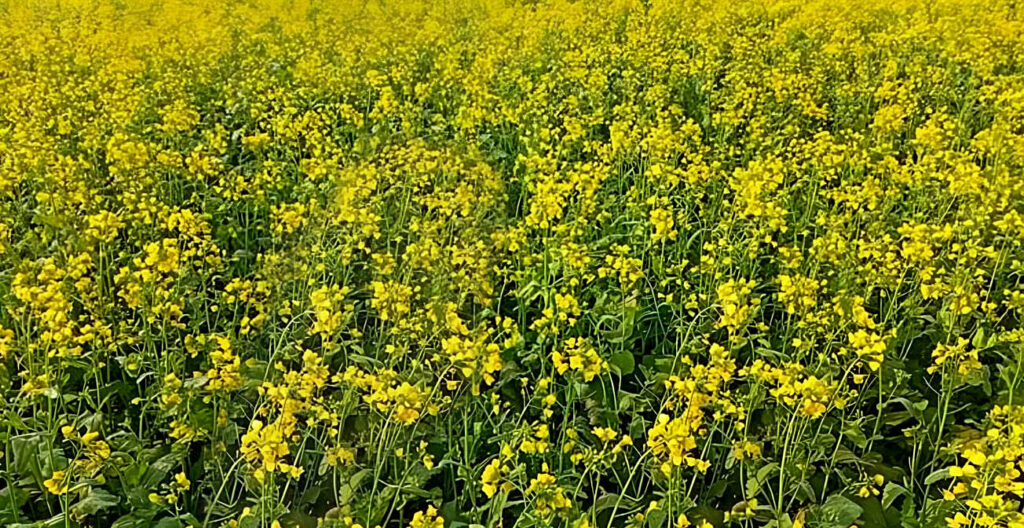 সরিষার বাম্পার ফলনের সম্ভাবনায় স্বপ্ন দেখছেন পাবনার কৃষকেরা