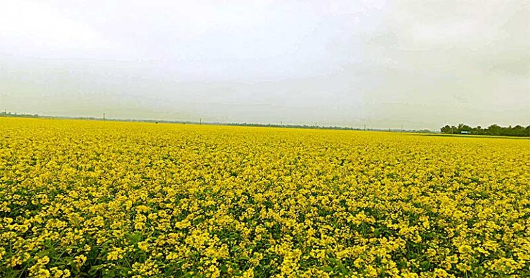 ভাঙ্গুড়ায় সরষে ফুলে গেছে দিগন্ত জুরে ফসলের মাঠ