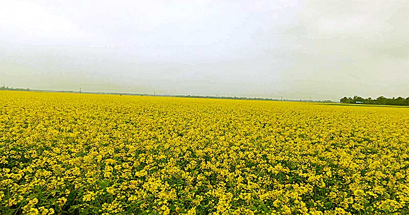 ভাঙ্গুড়ায় সরষে ফুলে গেছে দিগন্ত জুরে ফসলের মাঠ