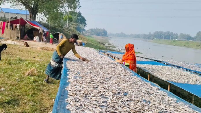 দেশি মাছের সংকটে ঐতিহ্য হারাচ্ছে  চলনবিল অঞ্চলের শুঁটকির চাতাল