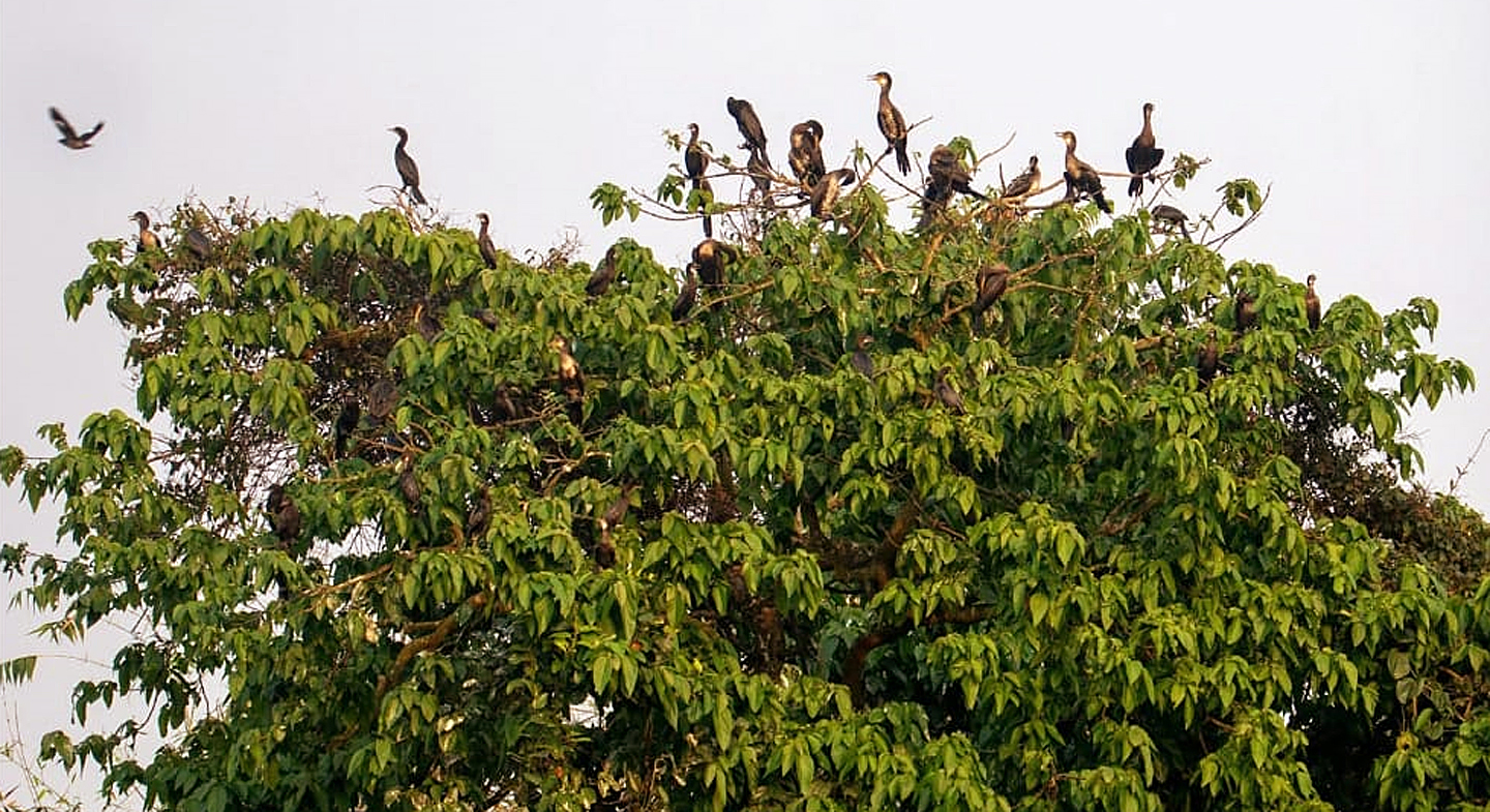পাবনার বেড়া উপজেলার পাখির অভয়াশ্রম রক্ষায় ১০ দপ্তরে লিগ্যাল নোটিশ পাবনার বেড়া উপজেলার পাখির অভয়াশ্রম রক্ষায় ১০ দপ্তরে লিগ্যাল নোটিশ