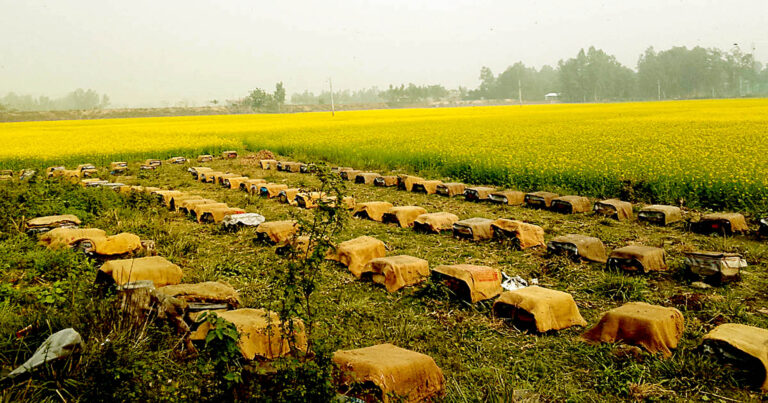 ভাঙ্গুড়ায় তীব্র শীত ও ঘন কুয়াশায় বের হচ্ছে না মৌমাছি, লোকসানের আশংকা