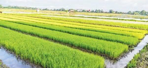 চলনবিলে শৈত্য প্রবাহ ও কুয়াশায় বোরো ধানের বীজতলার ব্যাপক ক্ষতি চলনবিলে শৈত্য প্রবাহ ও কুয়াশায় বোরো ধানের বীজতলার ব্যাপক ক্ষতি