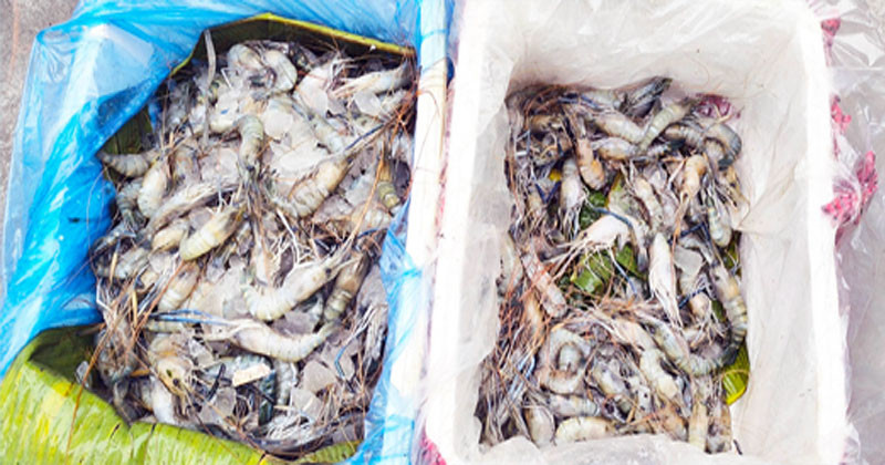 ঈশ্বরদীতে জেলি মিশ্রিত ৩০ কেজি চিংড়ি উদ্ধার