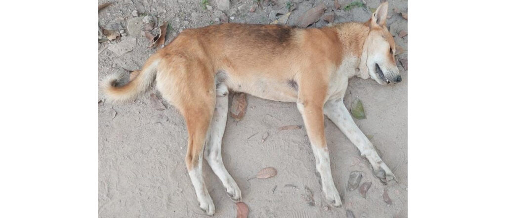 পাবনায় পুলিশের বিরুদ্ধে কুকুর হত্যা মামলা না নেয়ার অভিযোগ পাবনায় পুলিশের বিরুদ্ধে কুকুর হত্যা মামলা না নেয়ার অভিযোগ